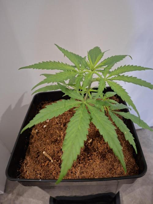 Ituri Noire - Love of Landrace. Week 5