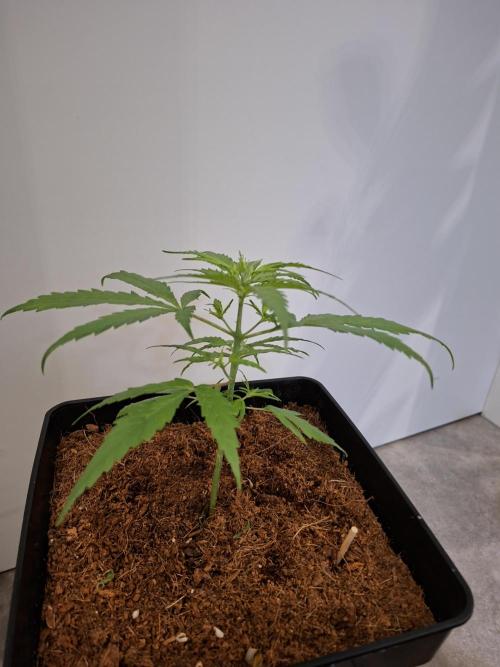 Ituri Noire - Love of Landrace. Week 5