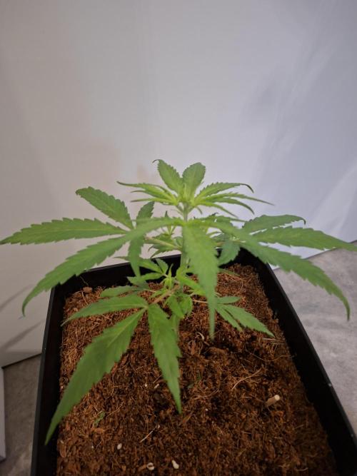 Ituri Noire - Love of Landrace. Week 5