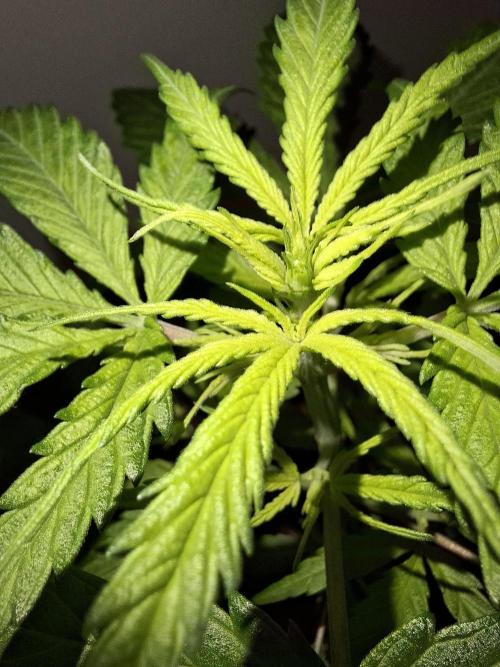 Ituri Noire - Love of Landrace. Week 5