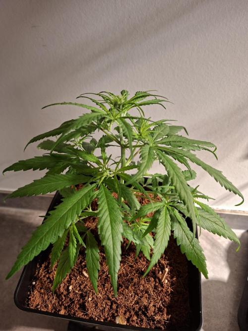 Ituri Noire - Love of Landrace. Week 6