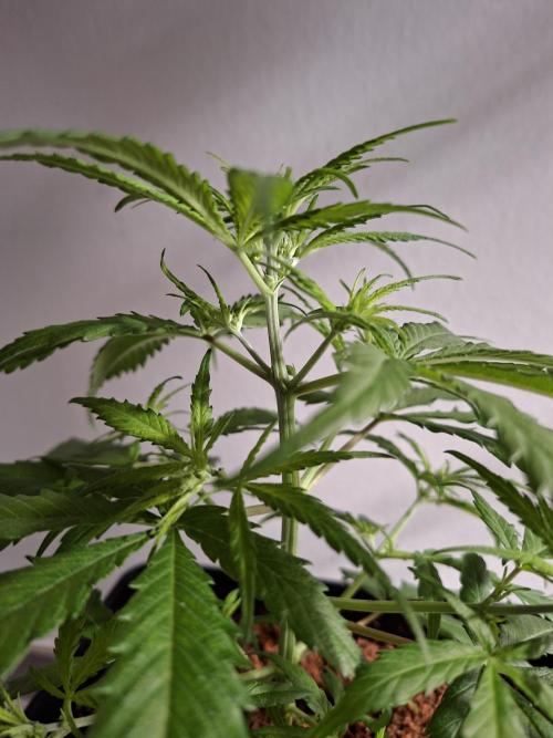 Ituri Noire - Love of Landrace. Week 6