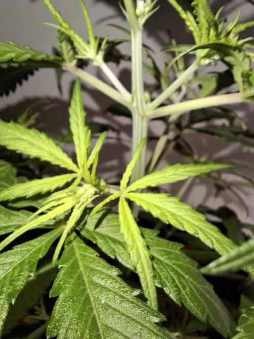 Ituri Noire - Love of Landrace. Week 6