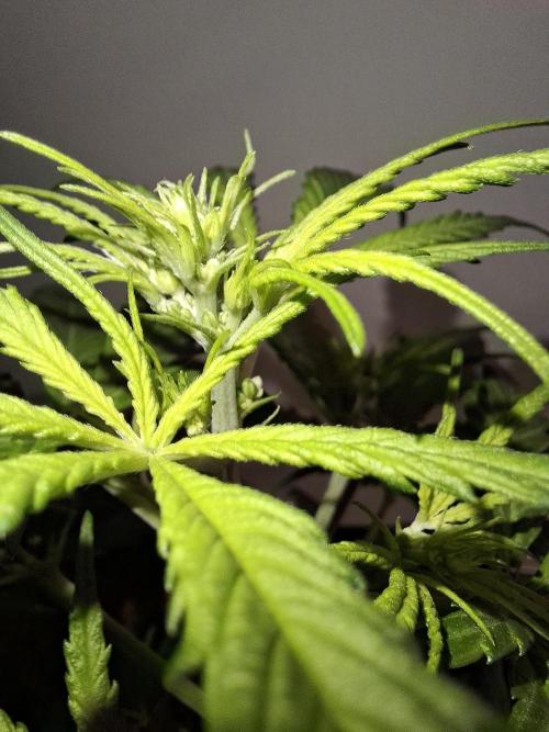 Ituri Noire - Love of Landrace. Week 6