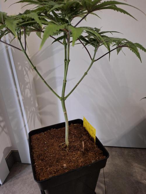 Desfrán - Dutch Passion. Week 10