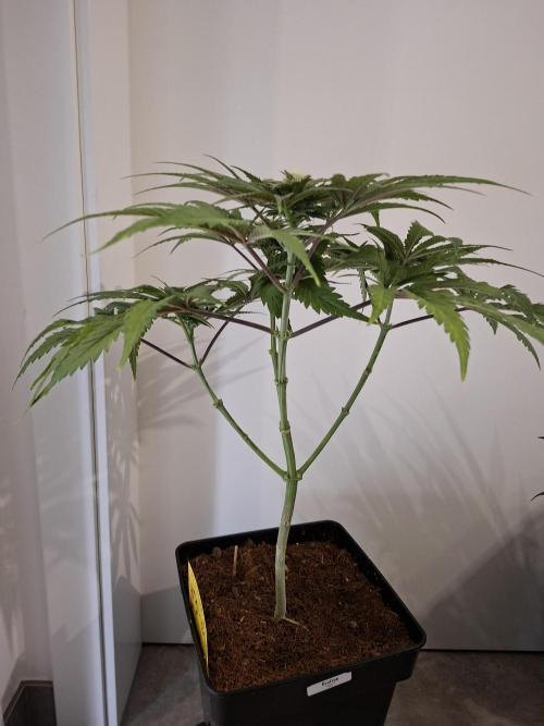 Desfrán - Dutch Passion. Week 10