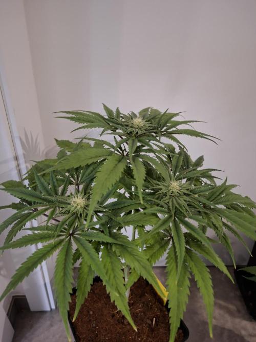 Desfrán - Dutch Passion. Week 10