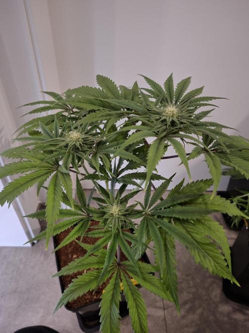 Desfrán - Dutch Passion. Week 10