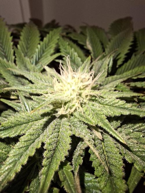 Desfrán - Dutch Passion. Week 10