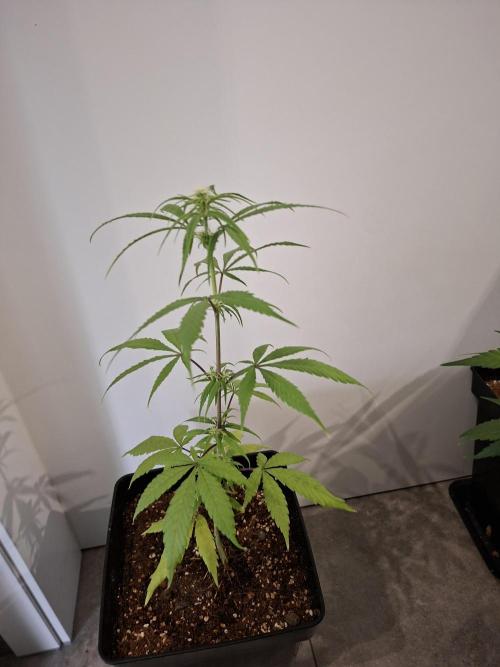 Nigerian Sativa - Love of Landrace. Week 8