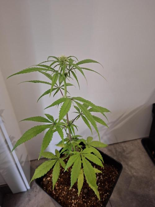 Nigerian Sativa - Love of Landrace. Week 8