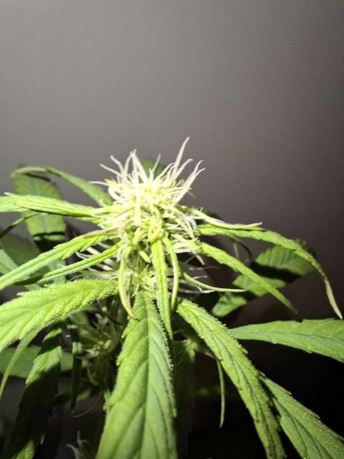 Nigerian Sativa - Love of Landrace. Week 8