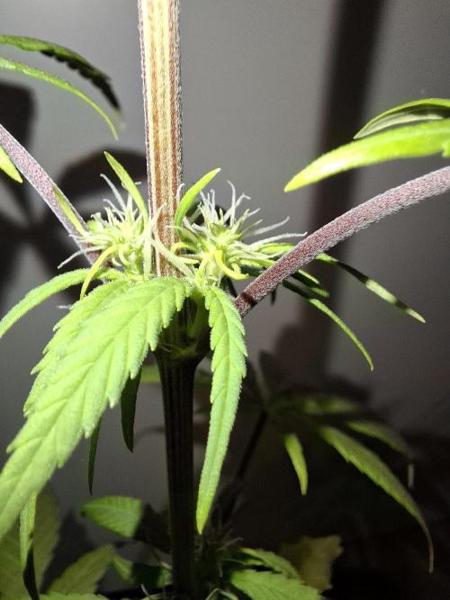 Nigerian Sativa - Love of Landrace. Week 8