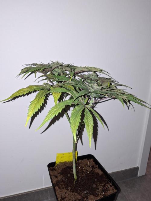 Desfrán - Dutch Passion. Week 11