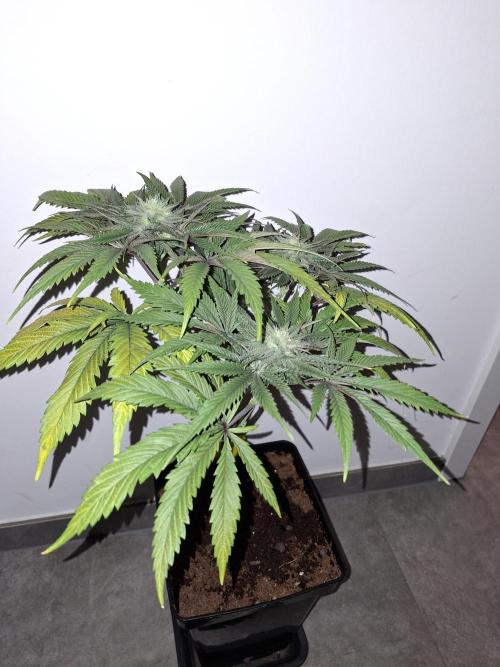 Desfrán - Dutch Passion. Week 11