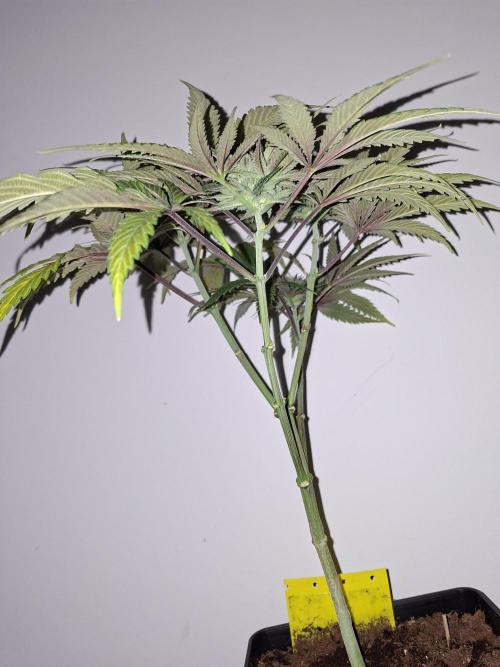 Desfrán - Dutch Passion. Week 11