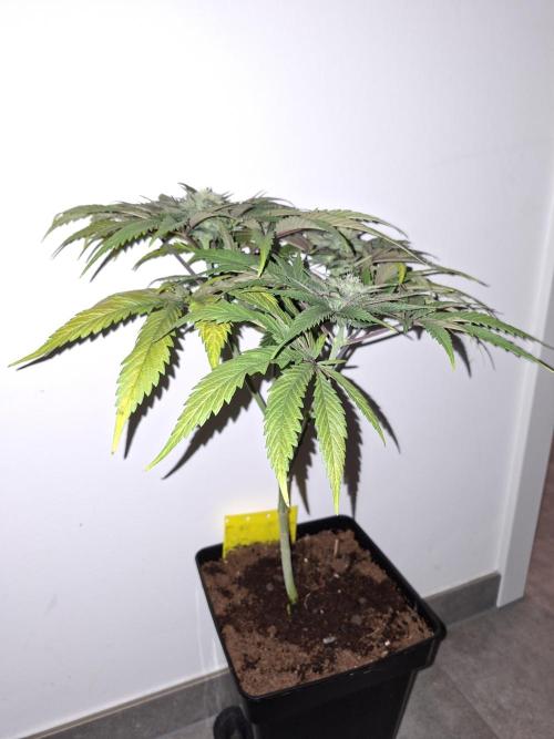 Desfrán - Dutch Passion. Week 11