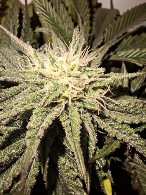 Desfrán - Dutch Passion. Week 11