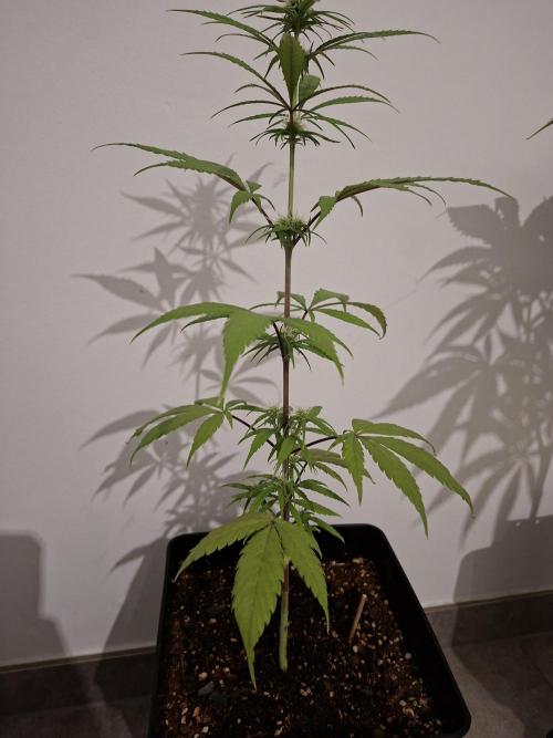 Nigerian Sativa - Love of Landrace. Week 9