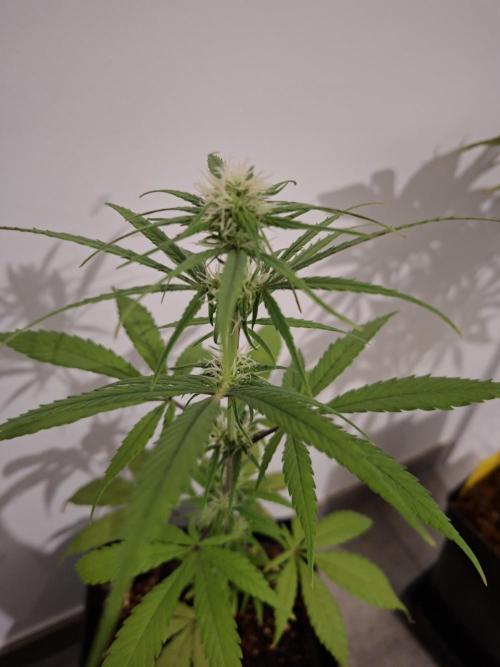 Nigerian Sativa - Love of Landrace. Week 9