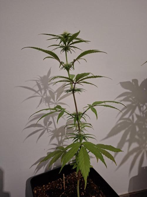 Nigerian Sativa - Love of Landrace. Week 9