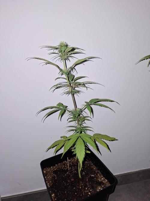 Nigerian Sativa - Love of Landrace. Week 9