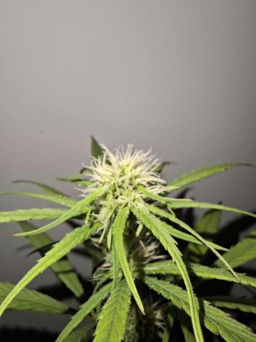 Nigerian Sativa - Love of Landrace. Week 9