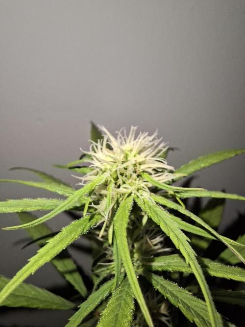 Nigerian Sativa - Love of Landrace. Week 9