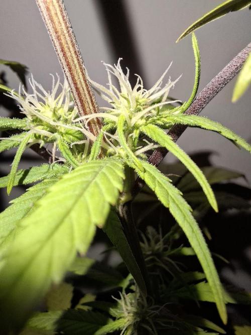 Nigerian Sativa - Love of Landrace. Week 9