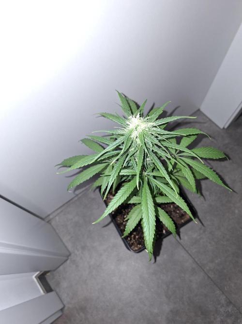 Nigerian Sativa - Love of Landrace. Week 10