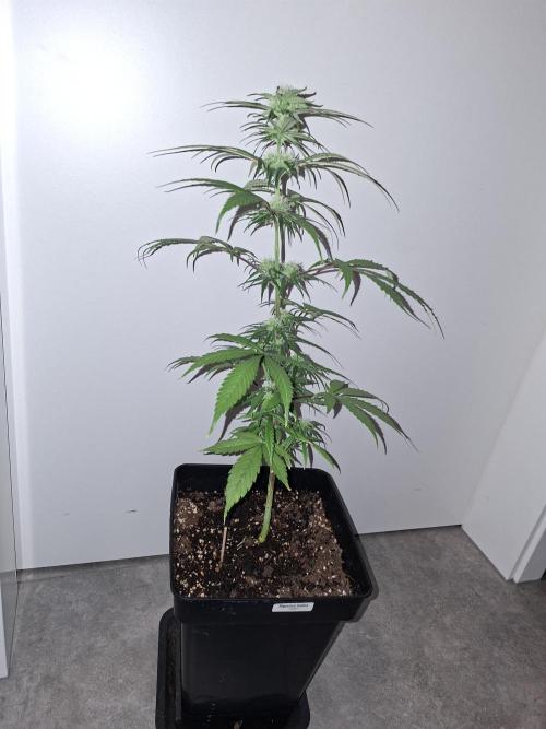 Nigerian Sativa - Love of Landrace. Week 10