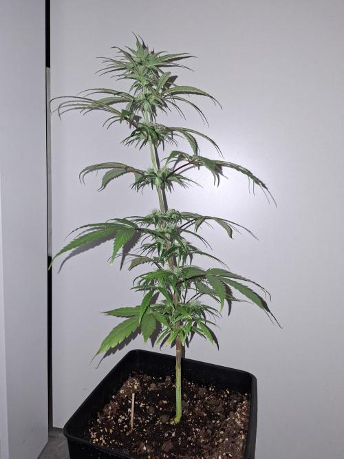 Nigerian Sativa - Love of Landrace. Week 10