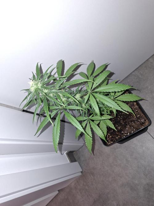 Nigerian Sativa - Love of Landrace. Week 10
