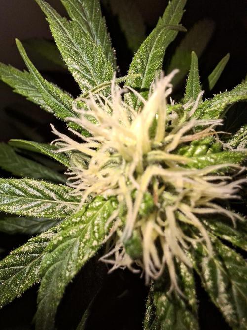 Nigerian Sativa - Love of Landrace. Week 10