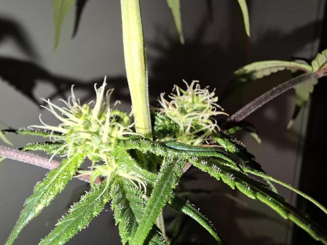 Nigerian Sativa - Love of Landrace. Week 10