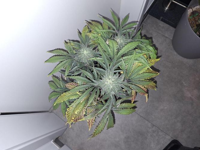 Desfrán - Dutch Passion. Week 12