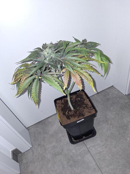 Desfrán - Dutch Passion. Week 12