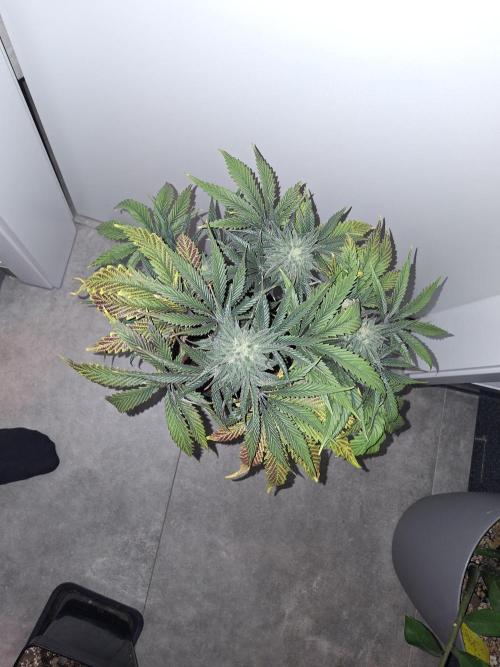 Desfrán - Dutch Passion. Week 12