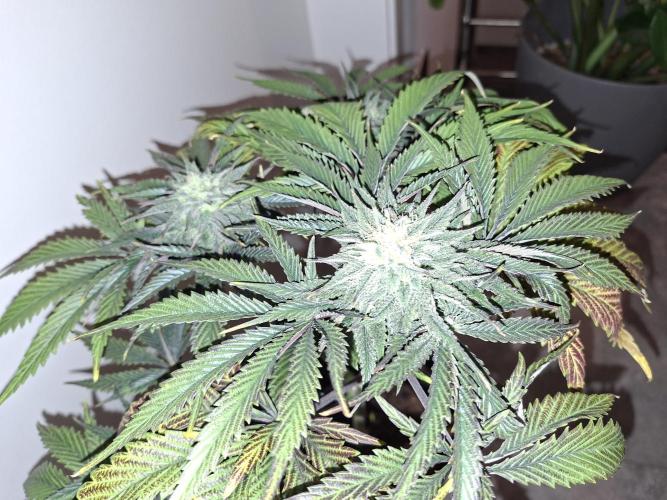 Desfrán - Dutch Passion. Week 12