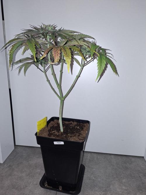 Desfrán - Dutch Passion. Week 12