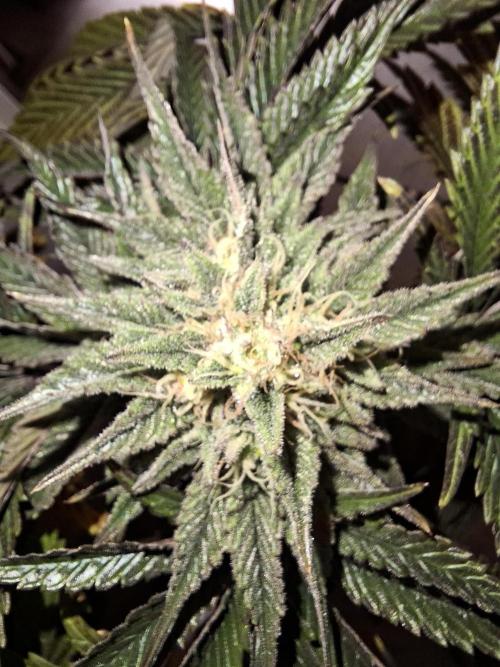 Desfrán - Dutch Passion. Week 12