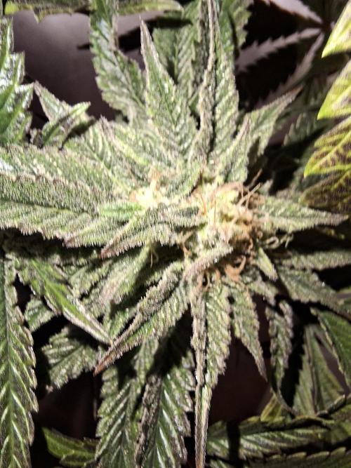 Desfrán - Dutch Passion. Week 12