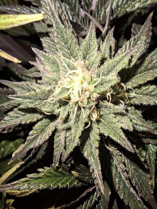 Desfrán - Dutch Passion. Week 12