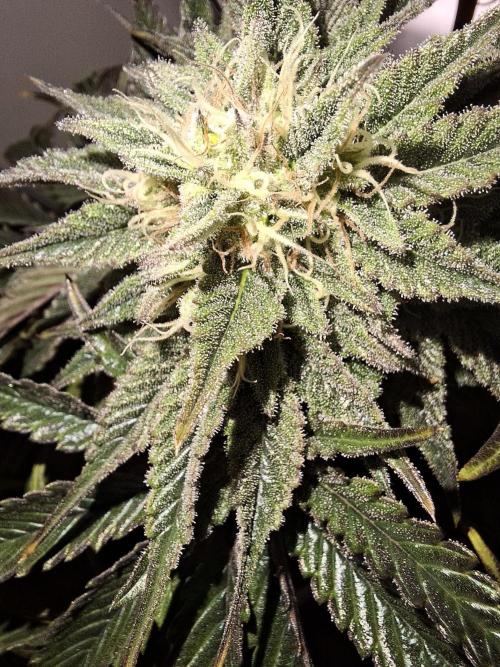 Desfrán - Dutch Passion. Week 12