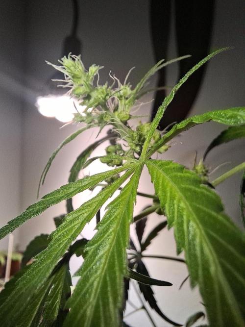 Ituri Noire - Love of Landrace. Week 7