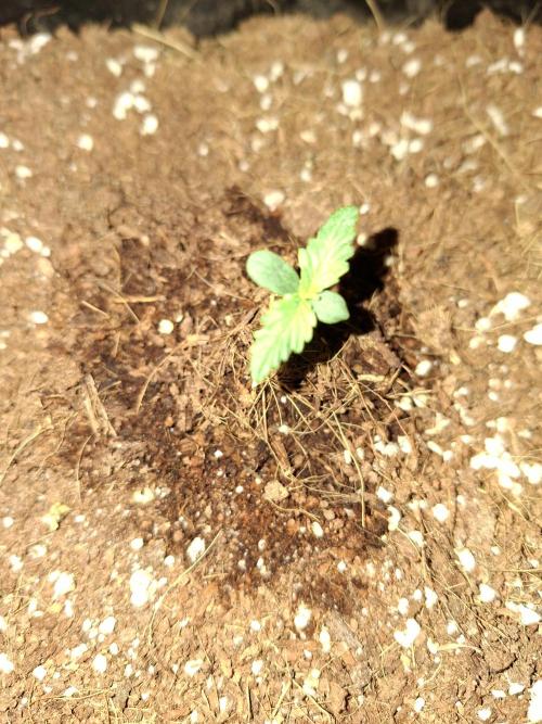 80s Durban Poison - Love of Landrace. Week 0