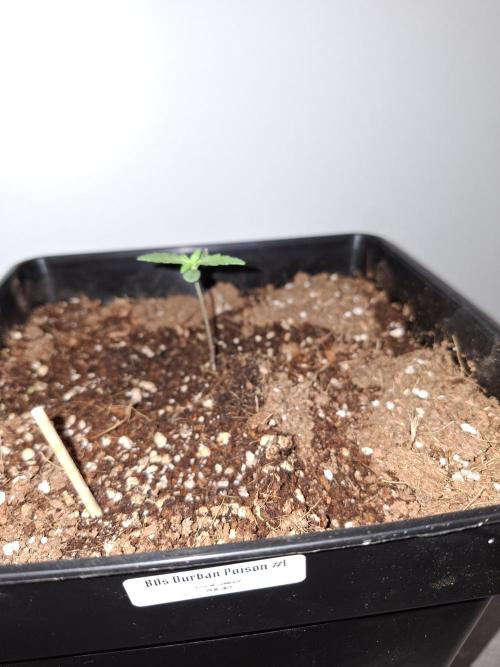 80s Durban Poison - Love of Landrace. Week 1