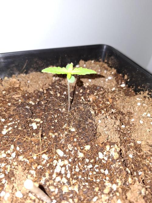 80s Durban Poison - Love of Landrace. Week 1