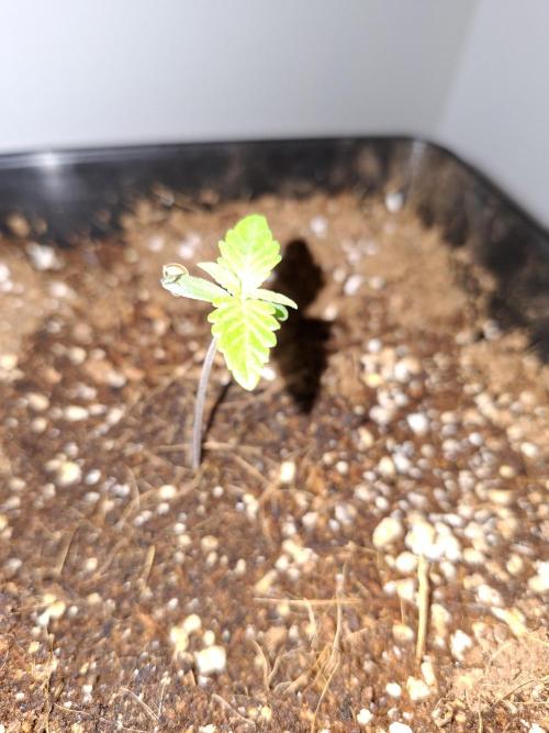 80s Durban Poison - Love of Landrace. Week 1