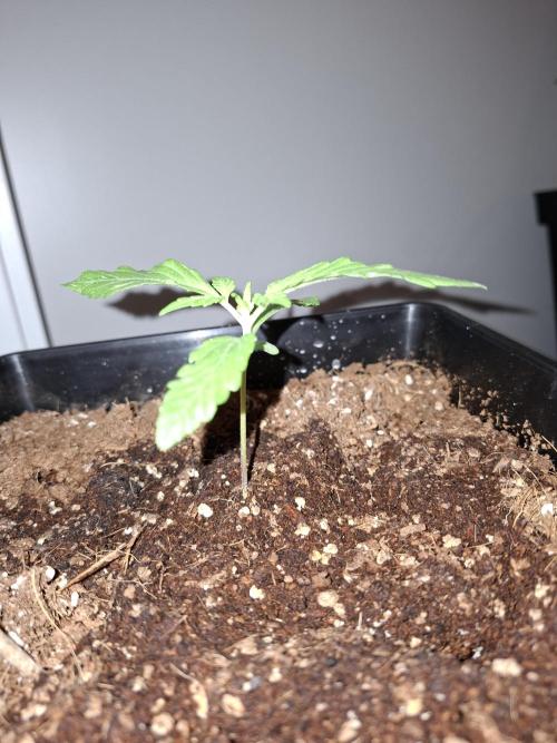 80s Durban Poison - Love of Landrace. Week 2